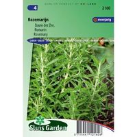 Rozemarijn zaden Rosmarinus Officinalis - thumbnail