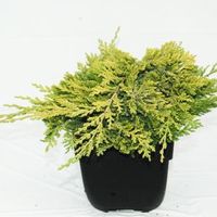 Kruipende jeneverbes (Juniperus horizontalis "Golden Carpet") conifeer - thumbnail