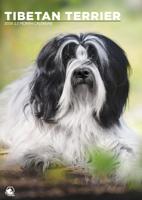 Tibetaanse Terrier A3 Kalender 2026