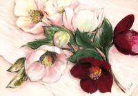 Kunstdruk Elisabeth Krobs - Elegant Anemones 100x70cm