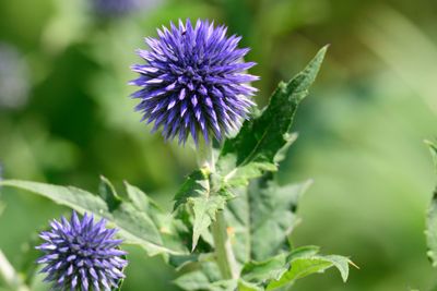 Kogeldistel