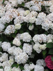 Boerenhortensia