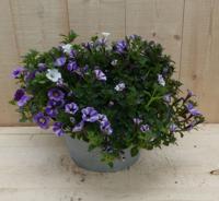 Zinken bakje zomerbloeiers paars/blauw dia. 20 cm Warentuin Natuurlijk - Warentuin natuurlijk