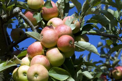 Leiappelboom &apos;Elstar&apos;
