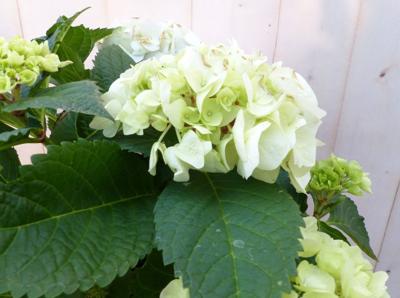 Hortensia in een mand wit - Warentuin natuurlijk