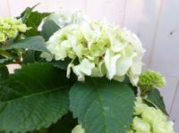 Hortensia in een mand wit - Warentuin natuurlijk