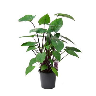Xanthosoma Jungle Bush - P 21