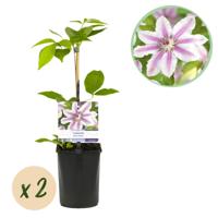 Green boutiQ - Klimplant - Clematis Nelly Moser - Bloem Roze - Weinig onderhoud -2 planten - Pot 11cm Hoogte 40cm Green boutiQ - Klimplant - Clematis Nelly Moser - Bloem Roze - Weinig onderhoud -2 planten - Pot 11cm Hoogte 40cm