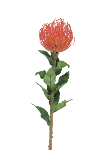 Nutans Segal red 74cm - Nova nature