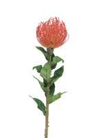 Nutans Segal red 74cm - Nova nature