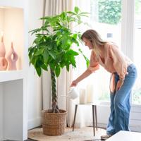 Pachira Aquatica - Geldboom - P27