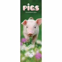 Varkens Kalender Slimline 2026