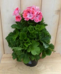 2 stuks! Franse Geranium zalmkleurig - Warentuin natuurlijk