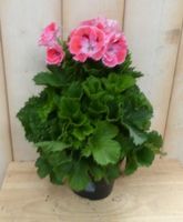2 stuks! Franse Geranium zalmkleurig - Warentuin natuurlijk