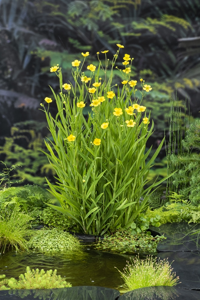 Egelsboterbloem / Ranunculus flammula