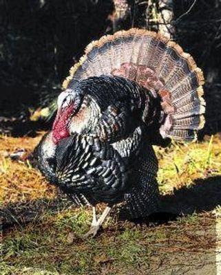Wild turkey (kalkoen)