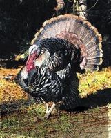 Wild turkey (kalkoen)