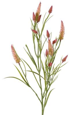 Smalbladklaver Trifolium angustifolium 4x vertakt met 13 bloemen & 70 blaadjes 80 cm - Top art