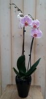 Orchidee Phalaenopsis in zwart potje Waterntuin Natuurlijk - Warentuin Natuurlijk - thumbnail