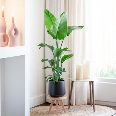 plantje.nl Kamerplant, Paradijsvogelplant Strelitzia Nicolai