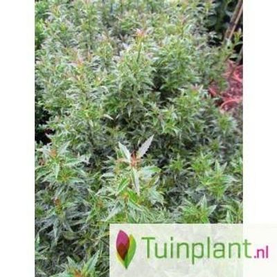 Ananashulst op stam