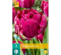 Tulipa royal acres - Jub