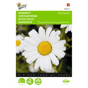 2 stuks Chrysanthemum leucanthemum May Queen