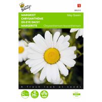 2 stuks Chrysanthemum leucanthemum May Queen - thumbnail