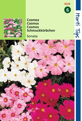 Cosmos Bipinnatus Sonata Gemengd - Hortitops