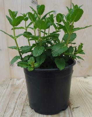 Munt Kruiden Mentha Warentuin Natuurlijk - Warentuin natuurlijk