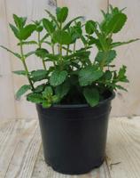 Munt Kruiden Mentha Warentuin Natuurlijk - Warentuin natuurlijk