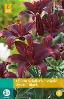 Lilium zwart 2 bollen - Jub