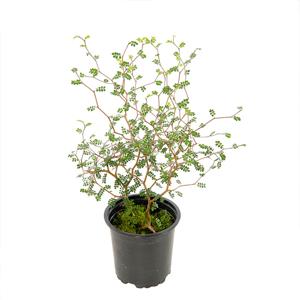 Sophora Prostrata &apos;Little Baby&apos; - 11 cm