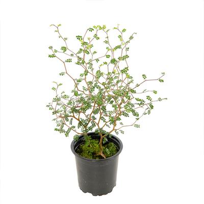Sophora Prostrata &apos;Little Baby&apos; - 11 cm