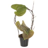 Dioscorea Bulbifera - P12