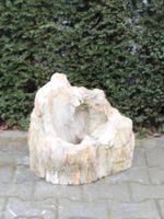 Fossiel Hout MA23-12, 42 cm - thumbnail