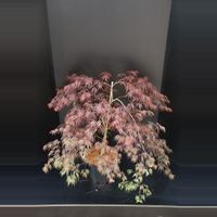 Japanse esdoorn (Acer palmatum "Inaba Shidare") heester - 60-80 cm - 1 stuks - thumbnail