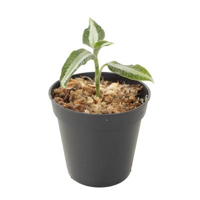 Aspidogyne argentea (Juweel orchidee) - P 6 cm