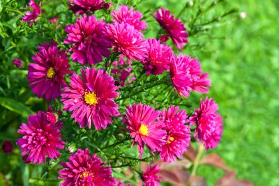 Aster