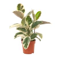 Ficus Elastica &apos;Tineke&apos; (Rubberboom) P 19 cm