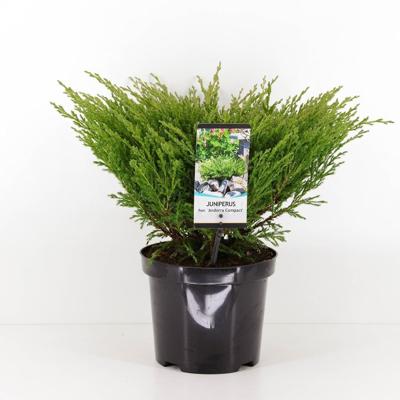 Juniperus hor andorra compact 55 cm - Warentuin natuurlijk