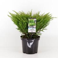 Juniperus hor andorra compact 55 cm - Warentuin natuurlijk