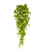 Populier kunst hangplant 80cm