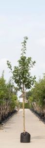 Japanse sierkers Prunus serrulata Kanzan h 350 cm st. omtrek 12 cm - Warentuin Natuurlijk