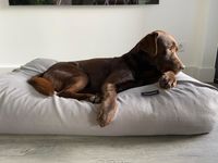 Dog's Companion® Hondenbed Stone grey linnen look