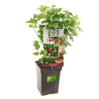 Kruisbes Ribes u.-c. Captivator struik Kruisbes Ribes u.-c. Captivator struik
