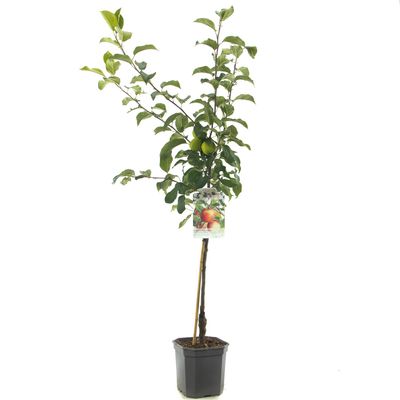 Malus domestica Delcorf Oranjerood gebloste handappel laagstam fruitplant Fruithof - Fruithof Malus domestica Delcorf Oranjerood gebloste handappel laagstam fruitplant Fruithof - Fruithof