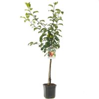 Malus domestica Delcorf Oranjerood gebloste handappel laagstam fruitplant Fruithof - Fruithof