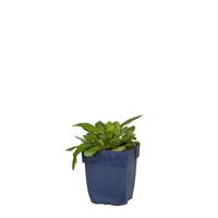 Gaillardia Red vaste plant Griffioen - Griffioen