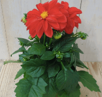 2 stuks! Dahlia rood Warentuin Natuurlijk - Warentuin natuurlijk